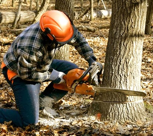 Tree Removal in Surry, VA